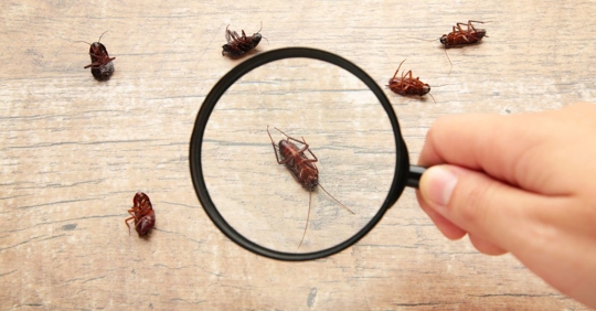 pests under a magnifying glass
