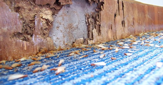 chew marks from pests