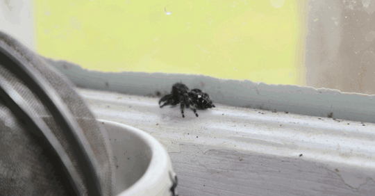 Spider on a window sill.