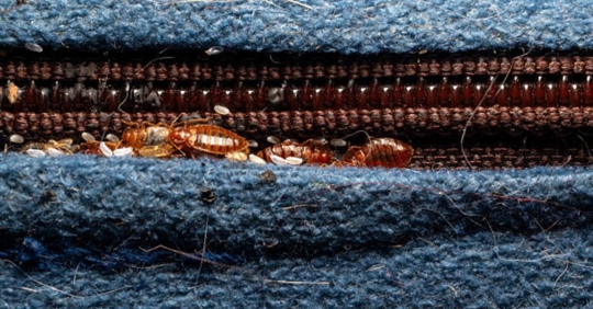 bed bugs
