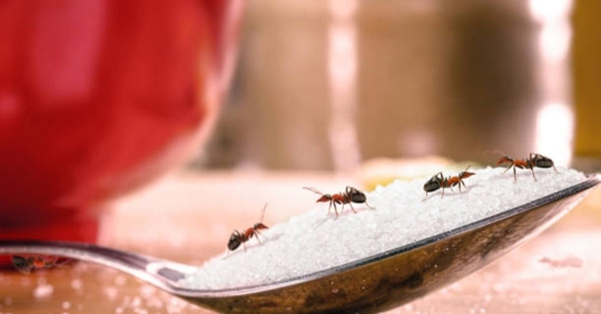 ants in home