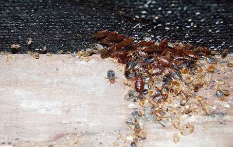 bed bug colony