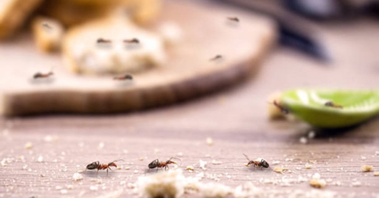 ants