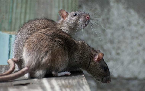 brown Norway rats on a ledge