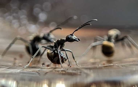 carpenter ants up close