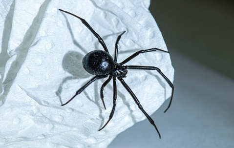 big black spider