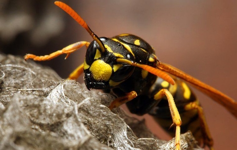 yellow jacket stinging insect