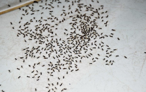 colony of ants on kitchen floor