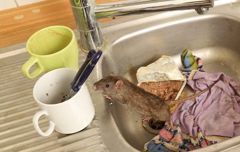 rat in the kitchen sink