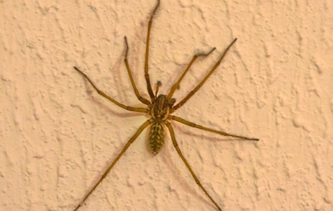 big spider on the wall