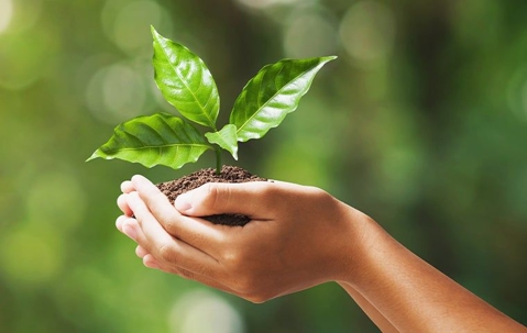 hand holding soil and a green leaf sprouting from the soil