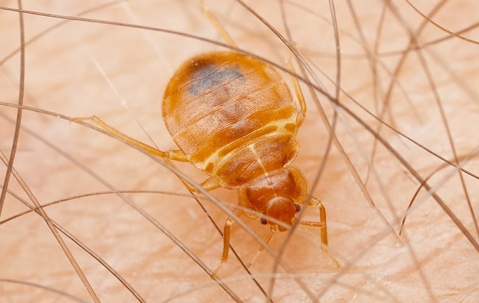 bed bug on a leg or arm