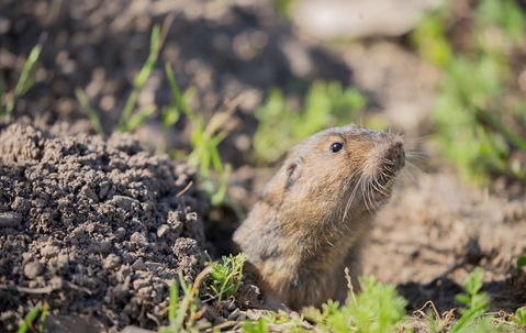 pocket gopher coming out of the ground