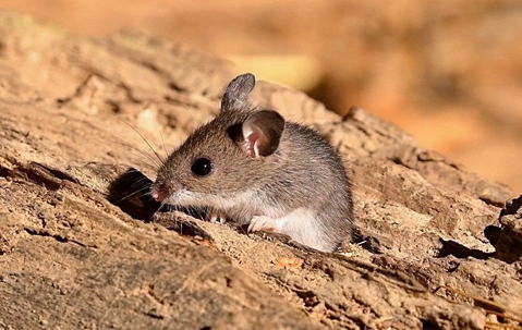 field mouse