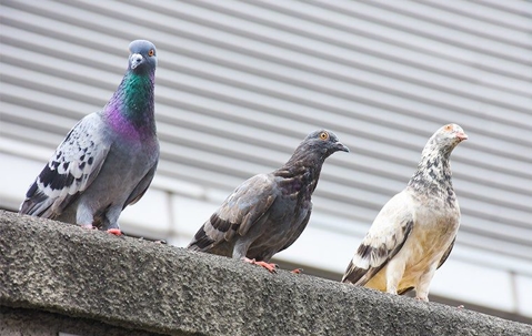 3 pigeons of varying colors sitting on a ledge