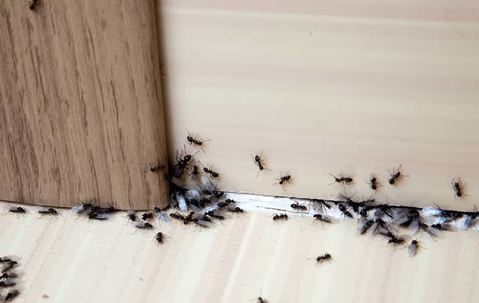 an ant colony sneaking under a door