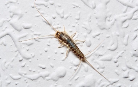 silverfish on a wall