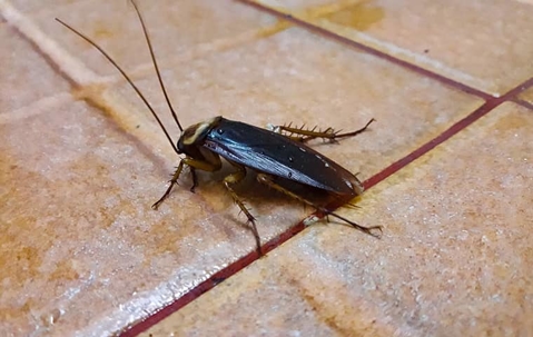 big cockroach on tile floor