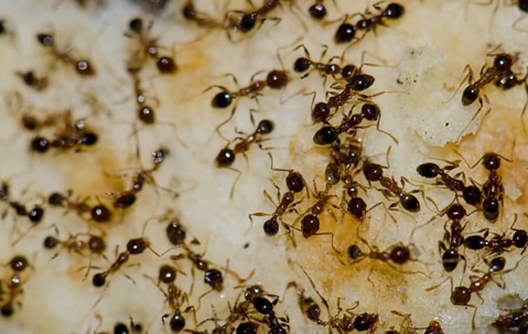 ants all over a big crumb of food