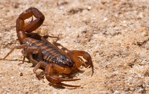 scorpion in the dirt