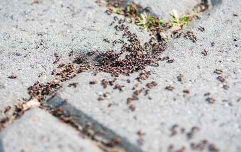 ant colony crawling across a foot path