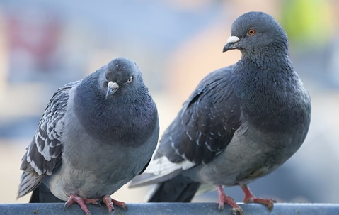 two pigeons