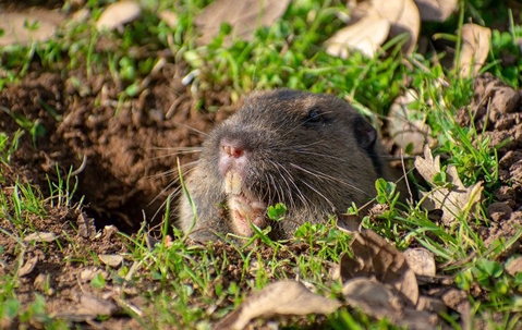 pocket gopher sticking its head out of the ground