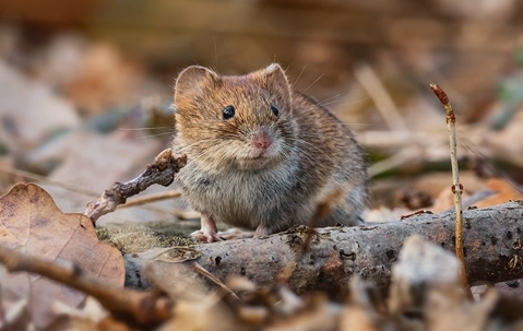 vole on the ground