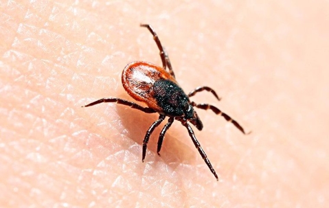 tick on skin