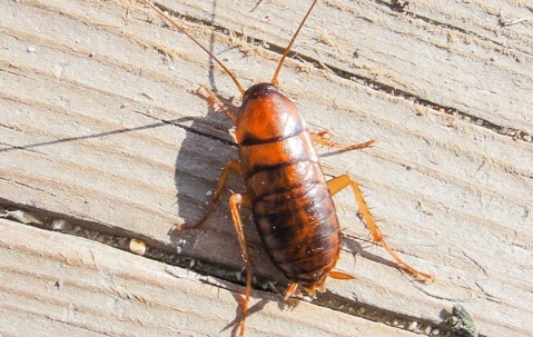 cockroach