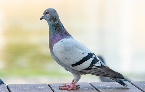 pigeon on a deck
