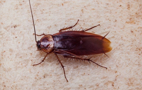 cockroach on the ground