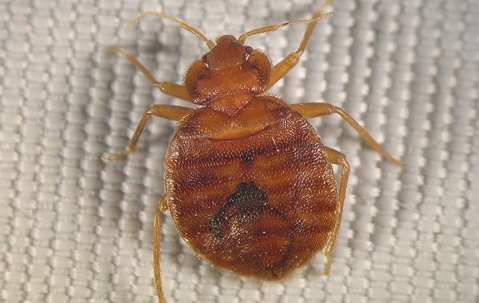 bed bug