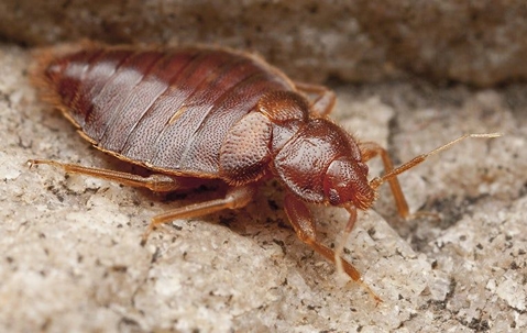 bed bug up close