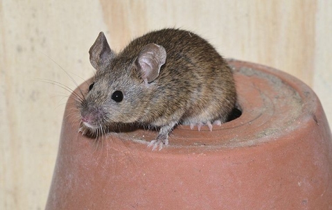 mouse on an upside-down flower pot