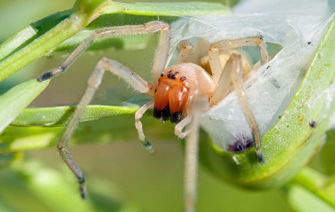 spider coming out of its web