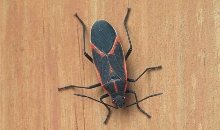 Boxelder Bugs
