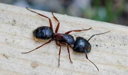 Carpenter Ants