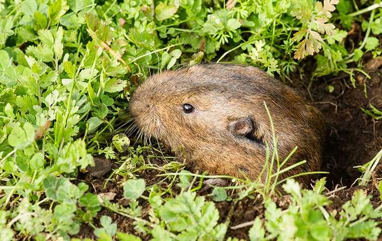 Pocket Gophers