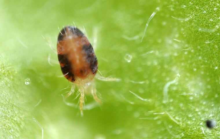 Mites