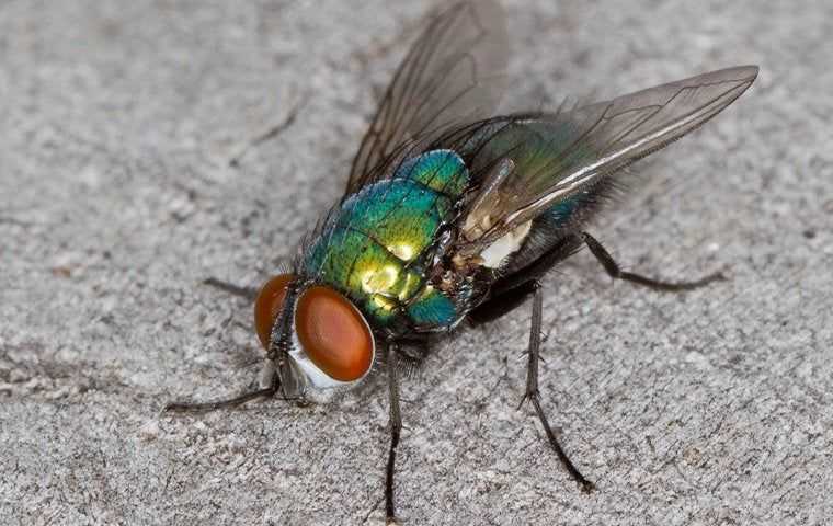Flies