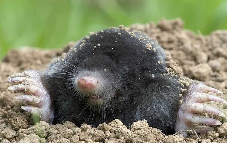Moles & Voles