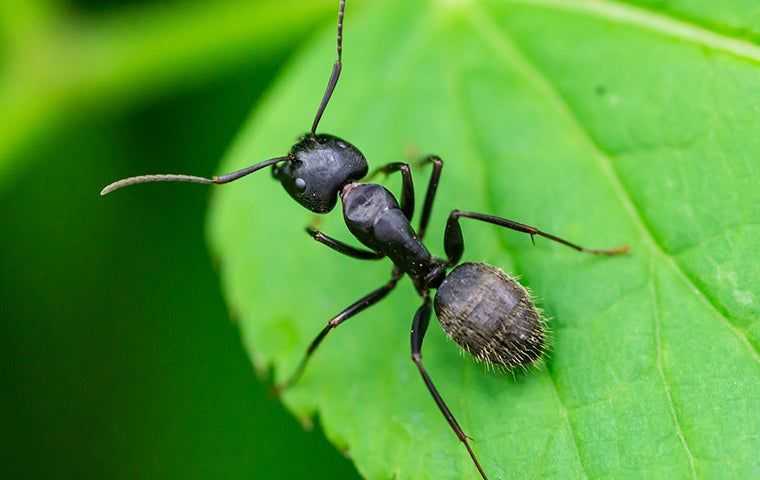 ant on a leaf