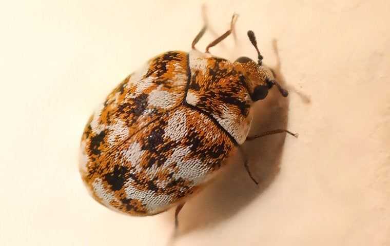 Beetles