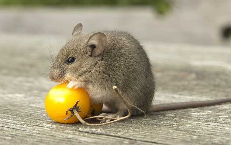 Mice