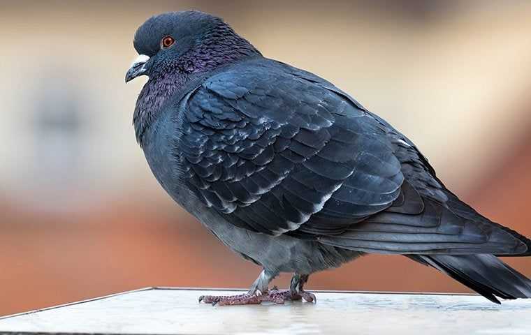 Pigeons