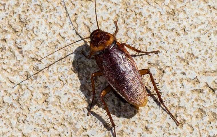 Cockroaches