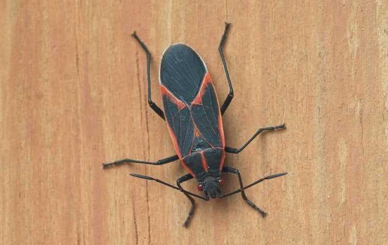 Boxelder Bugs