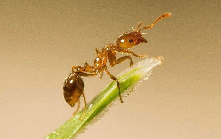 Ants
