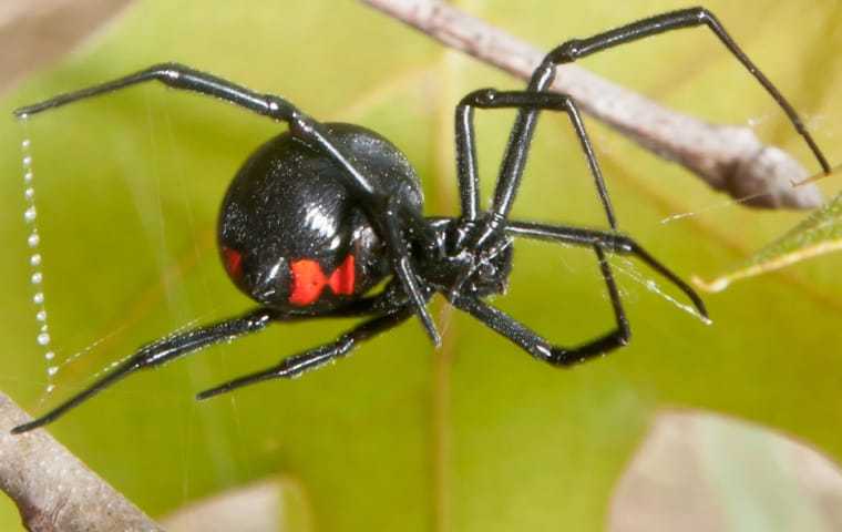 Black Widow Spiders